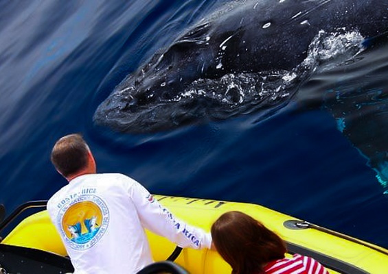 Hawaiiankineadventures See The Whales At Sunset Slide Up Close Whale