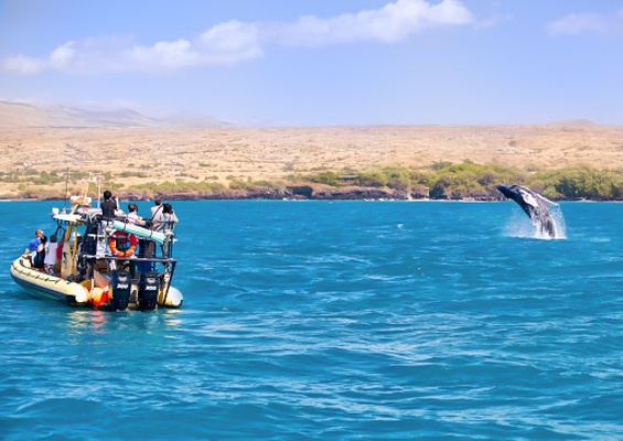 Hawaiiankineadventures See The Whales At Sunset Slide Whale Watch From Boat