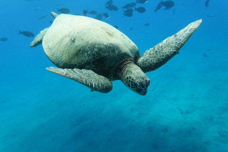 Islandwatersportshawaii Cataraman Cruise With Snorkeling Tour Feature Sea Turtle