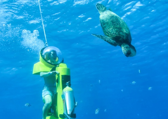 Islandwatersportshawaii Cataraman Cruise With Snorkeling Tour Slide Snorkel With Ocean Animal