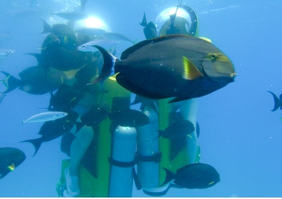 Islandwatersportshawaii Cataraman Cruise With Snorkeling Tour Slide Snorkel With The Color Fish