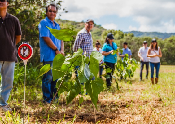 Malama The Aina Experience At Gunstock Ranch Slide Group Plant Tree