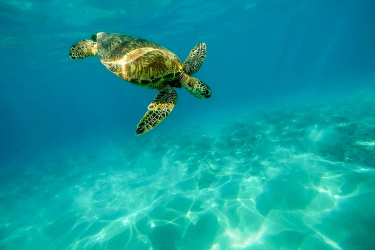 Paradisecharters Private Interisland Feature Beautiful Ocean Scuba