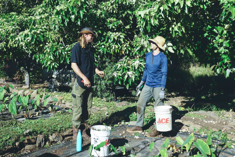 Restoremauiecotours Native Seed Plant Propagation Experience Feature Become A Local Farmer