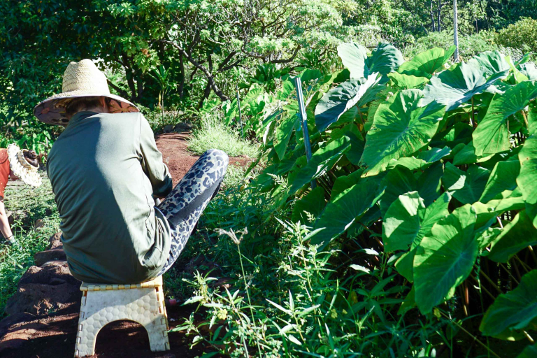 Restoremauiecotours Native Seed Plant Propagation Experience Feature Caring For The Land