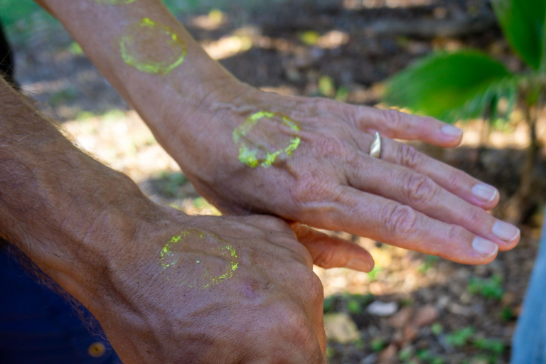Restoremauiecotours Native Seed Plant Propagation Experience Feature Feel The Connection