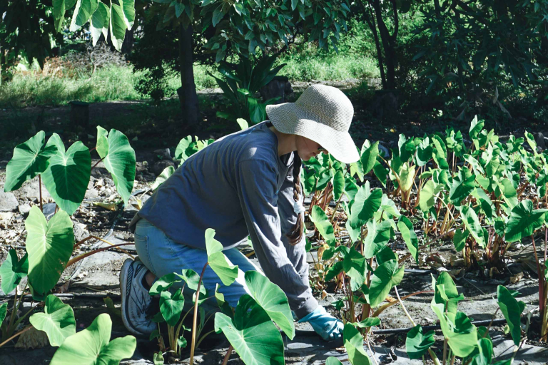 Restoremauiecotours Native Seed Plant Propagation Experience Feature Learn Malama Aina