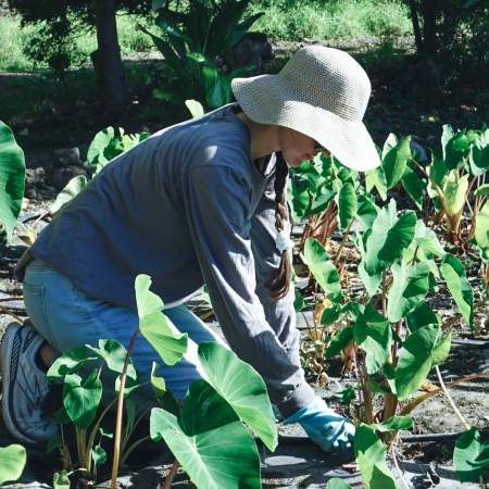Restoremauiecotours Native Seed Plant Propagation Experience Product