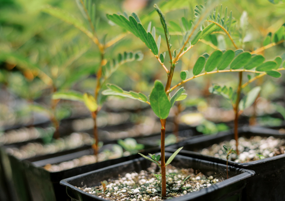 Restoremauiecotours Native Seed Plant Propagation Experience Slide Cultivating Plant