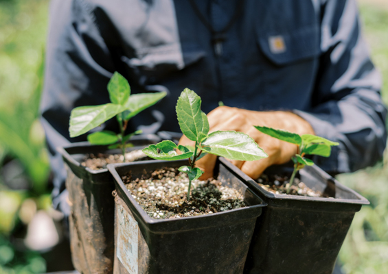 Restoremauiecotours Native Seed Plant Propagation Experience Slide Plant To Reserve