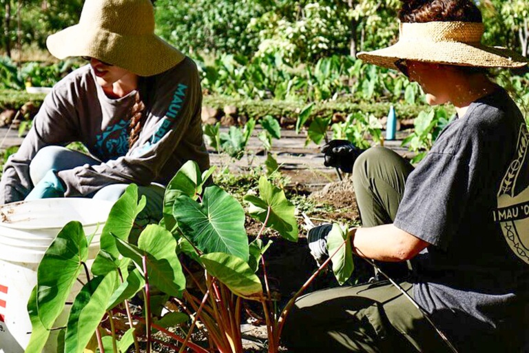 Restoremauiecotours The Kipuka Olowalu Project Feature Learn From Practitioner