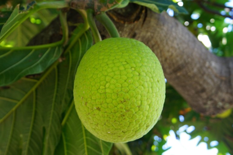 Restoremauiecotours The Kipuka Olowalu Project Feature Olowalu Fruit