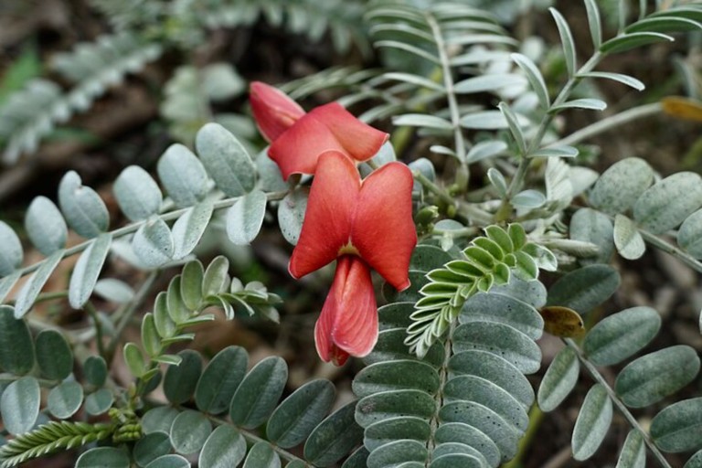Restoremauiecotours The Kipuka Olowalu Project Feature Olowalu Valley Flower
