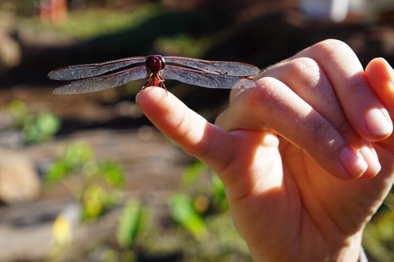 Restoremauiecotours The Kipuka Olowalu Project Feature Olowalu Valley Nature