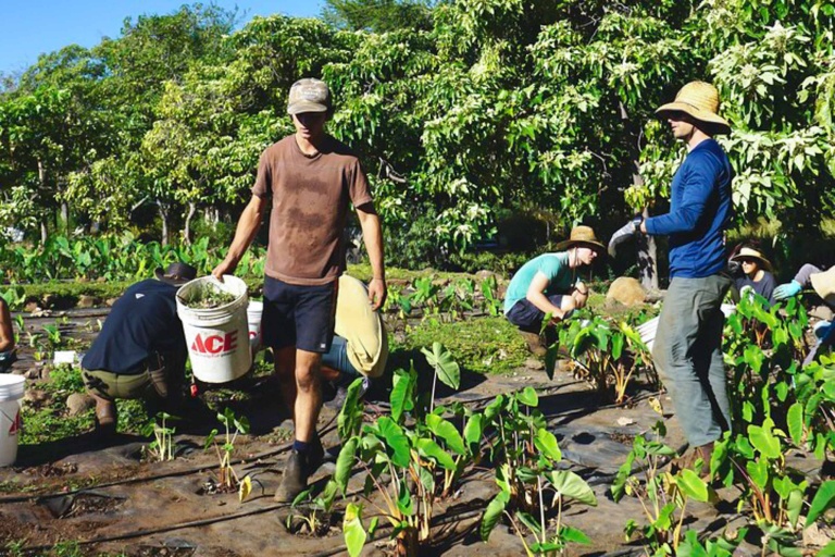 Restoremauiecotours The Kipuka Olowalu Project Feature Practitioner Cutural Team