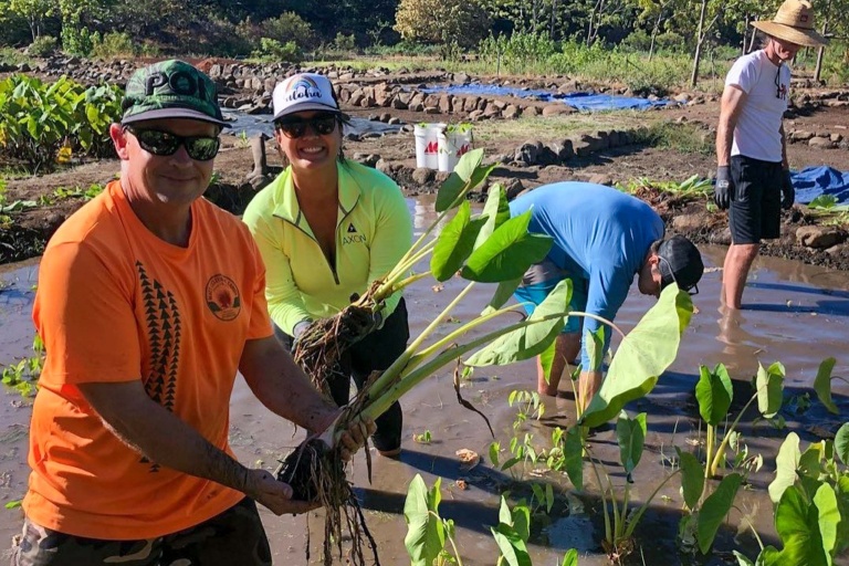 Restoremauiecotours The Kipuka Olowalu Project Feature Taro Plant