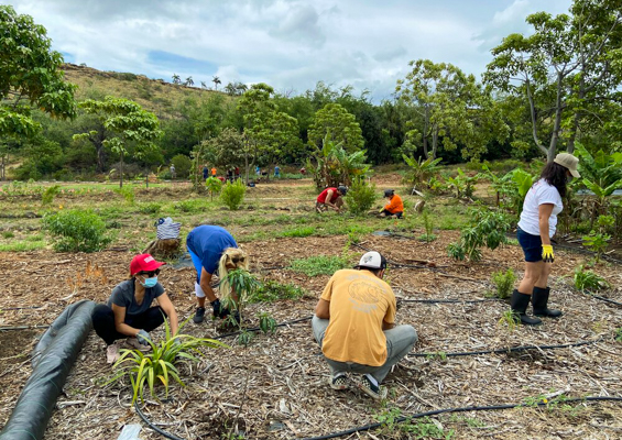 Restoremauiecotours The Kipuka Olowalu Project Slide Plant For Furture