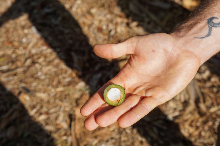 Restoremauiecotours The Maui Nui Botanical Garden Experience Feature Plant Seed