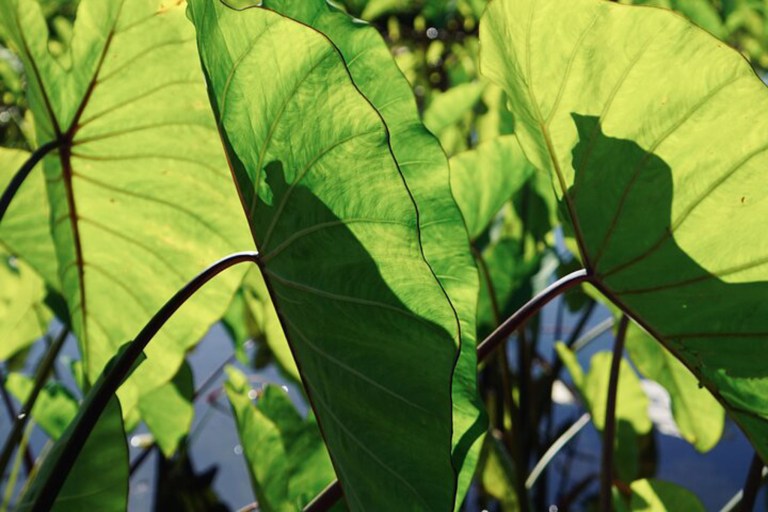 Restoremauiecotours The Maui Nui Botanical Garden Experience Feature Taro Plant