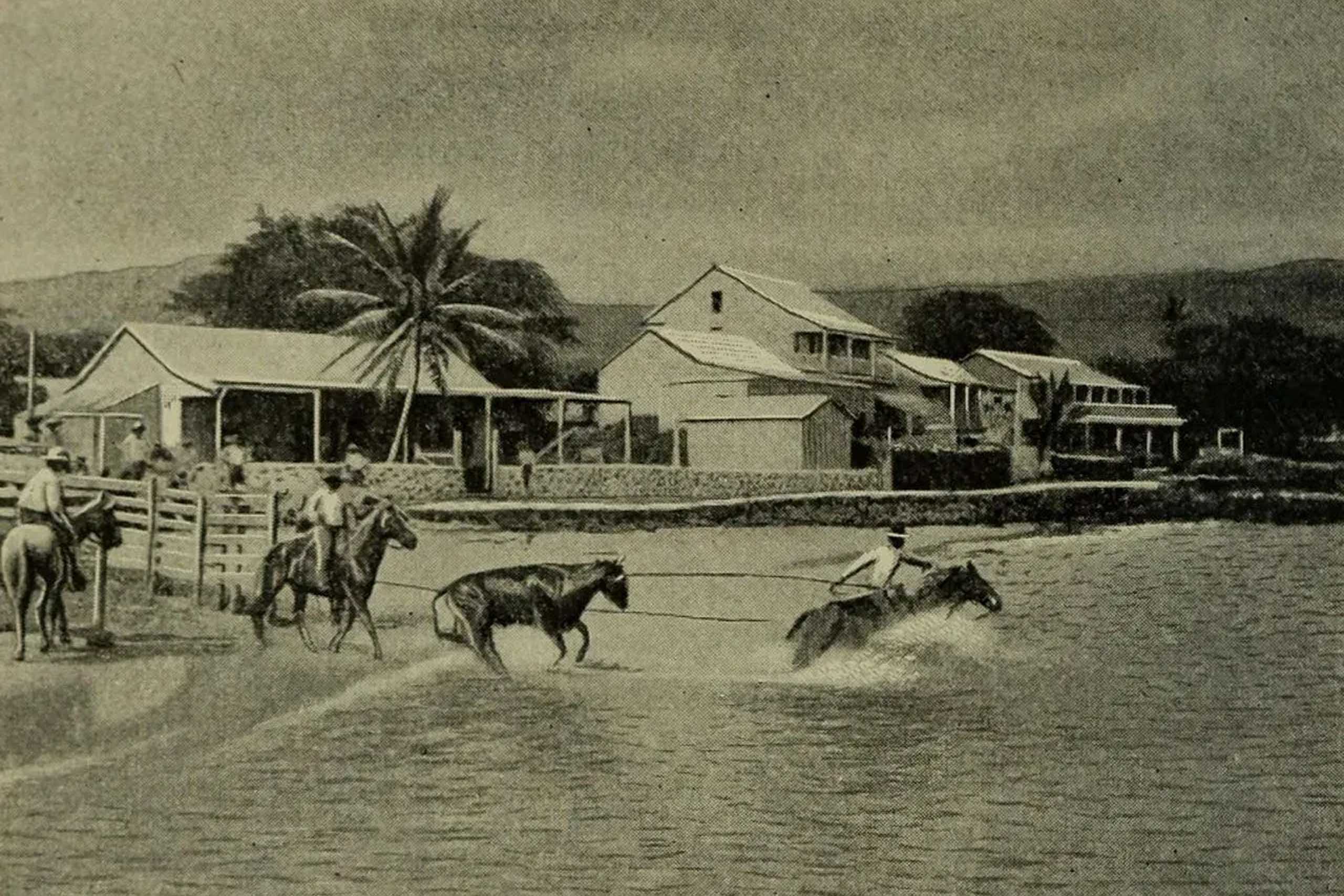 Wikicommons History Of The Paniolo Fascinating Story Loading Cattle At Kailua Geography Of The Hawaiian Islands