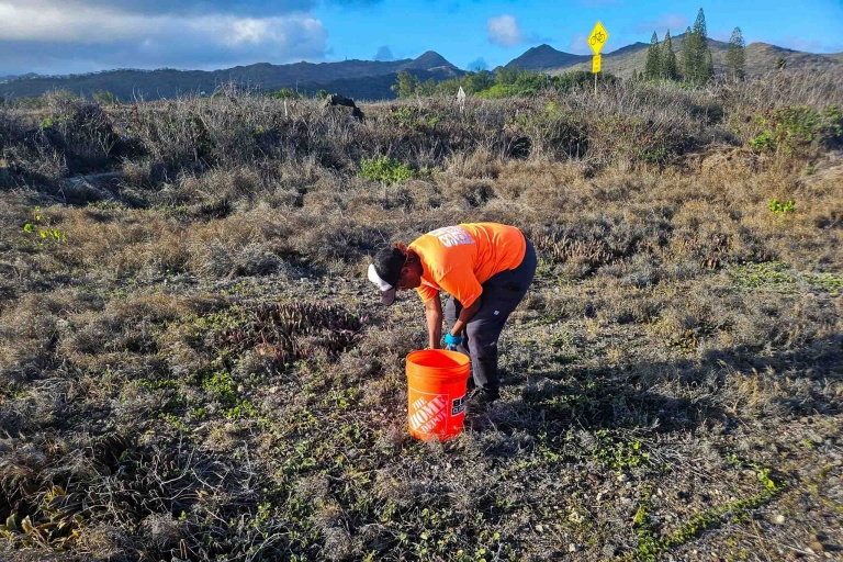 Cleanups Restore And Protect The Beautiful Kalaeloa Shoreline Feature Remove Species