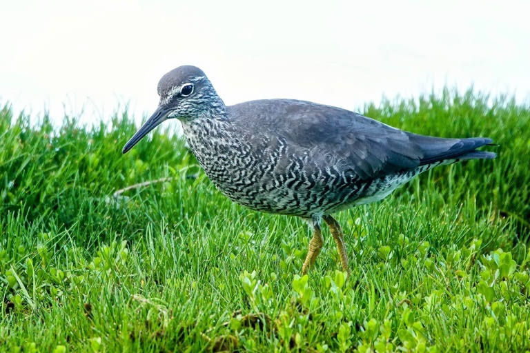 Ainahoolainitiative Presever Hilo Wetlands At Aina Hoola Feature Protect Bird Habital