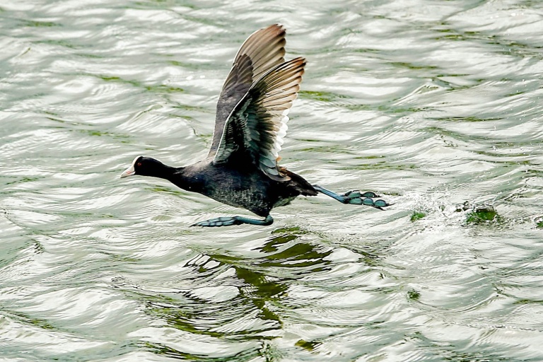 Ainahoolainitiative Presever Hilo Wetlands At Aina Hoola Feature Protect Native Bird
