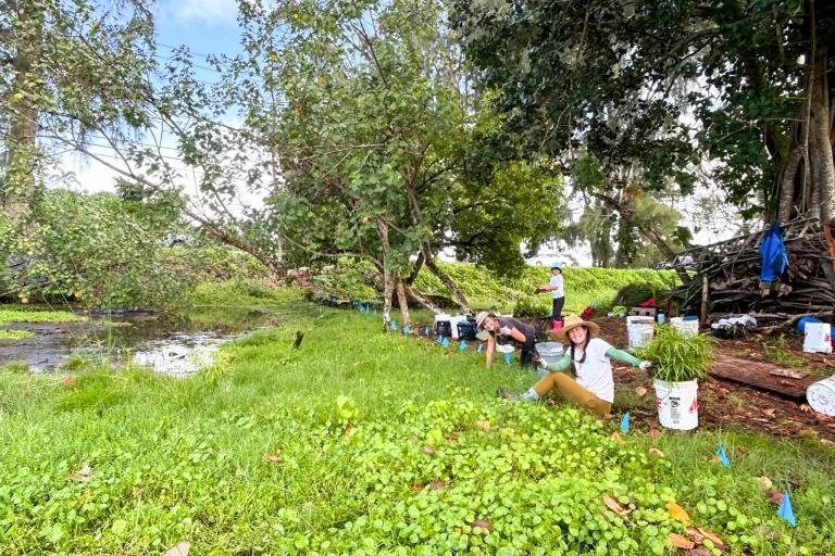 Ainahoolainitiative Presever Hilo Wetlands At Aina Hoola Feature Protect Plant Tree