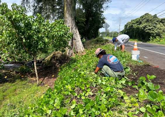 Ainahoolaintiative Preserve Hilo Wetlands At Aina Hoola Slider Weeding