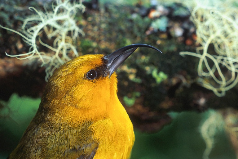 Hawaiianlegacyreforestationintiative Plant A Legacy Tree On Hawaii Island Feature Make A Positive Impact Bird