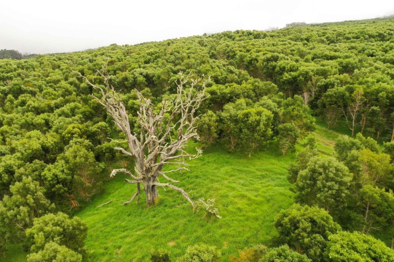 Hawaiianlegacyreforestationintiative Plant A Legacy Tree On Hawaii Island Feature Make A Positive Impact Hamakua Koa