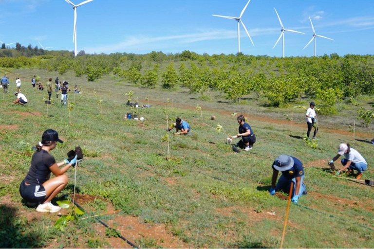 Hawaiianlegacyreforestationintiative Plant A Legacy Tree On Hawaii Island Feature Plant A Native