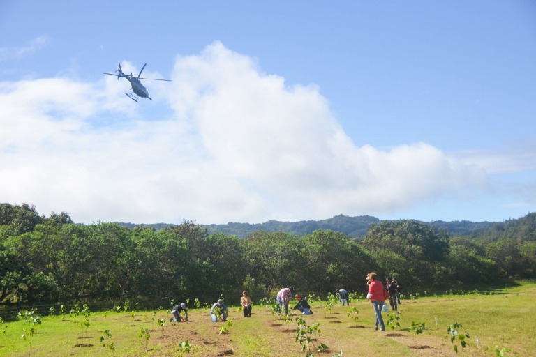 Hawaiianlegacyreforestationintiative Plant A Legacy Tree On Hawaii Island Feature Plant A Native Group