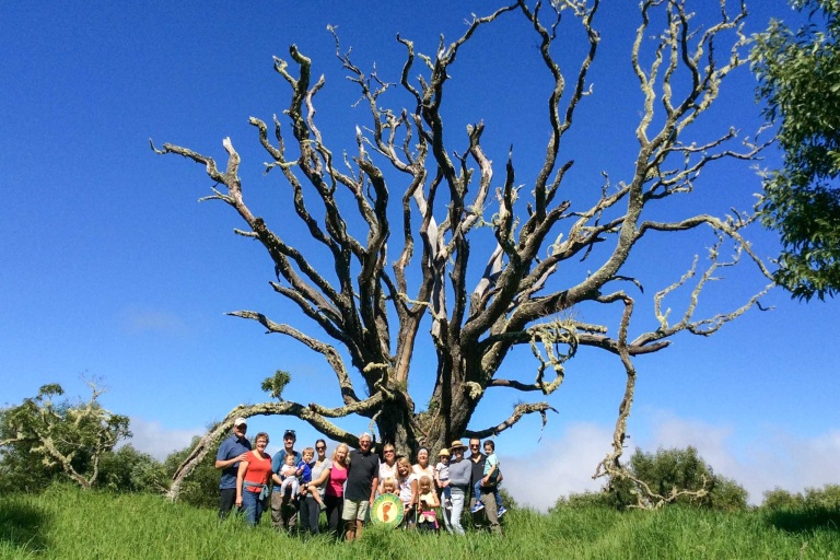 Hawaiianlegacyreforestationintiative Plant A Legacy Tree On Hawaii Island 