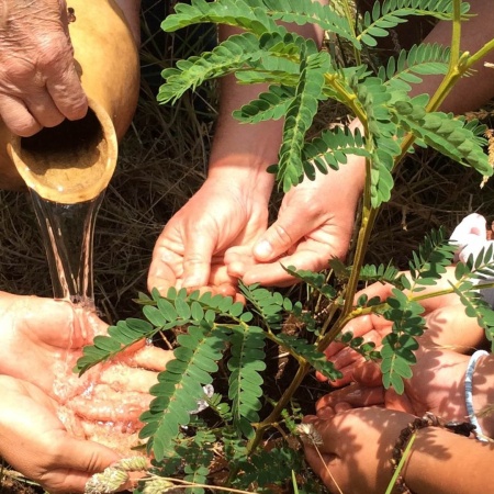 Hawaiianlegacyreforestationintiative Plant A Legacy Tree On Hawaii Island Product