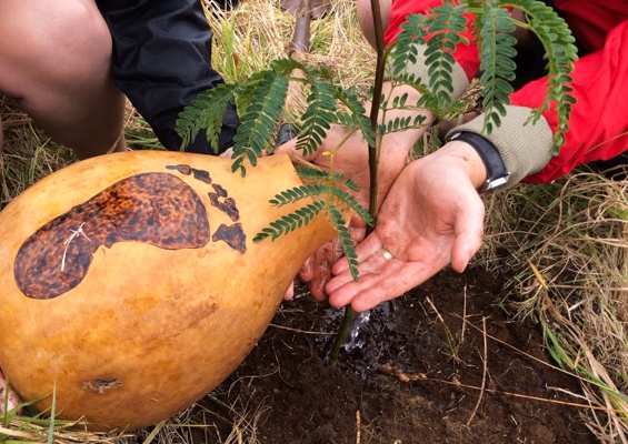 Hawaiianlegacyreforestationintiative Plant A Legacy Tree On Hawaii Island Silder Water The Plant