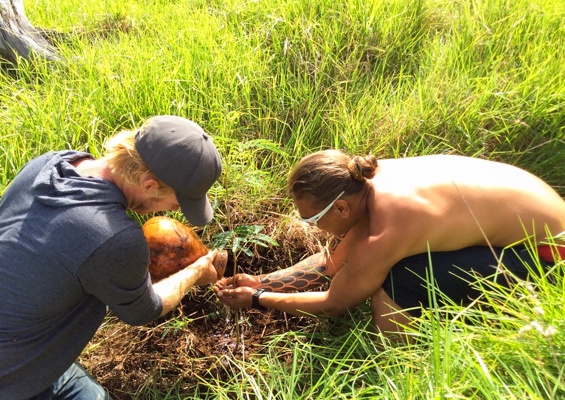 Hawaiianlegacyreforestationintiative Plant A Legacy Tree On Hawaii Island Slider Friendly