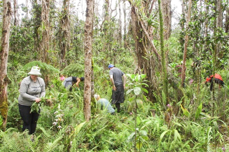 Hawaiienviromentalrestoration Restore Hawaii Coastal And Forest Ecosystems Feature Full Or Half Day Options Cleaning