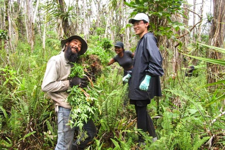 Hawaiienviromentalrestoration Restore Hawaii Coastal And Forest Ecosystems Feature Full Or Half Day Options Planting