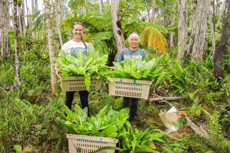 Hawaiienviromentalrestoration Restore Hawaii Coastal And Forest Ecosystems 
