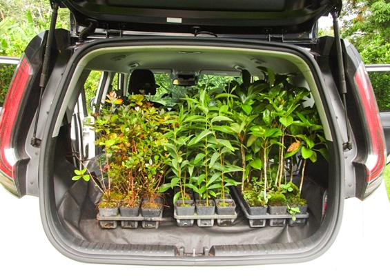 Hawaiienviromentalrestoration Restore Hawaii Coastal And Forest Ecosystems Slider Small Trees
