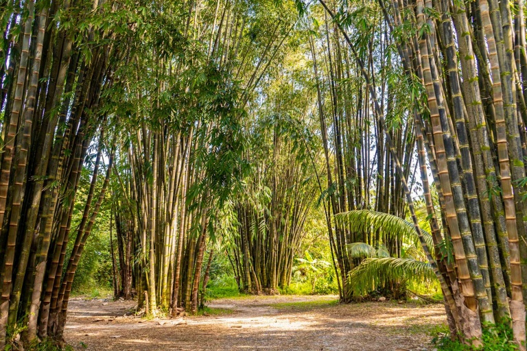 Hikemaui Waterfall And Paia Town Hiking Tour Feature Bamboo