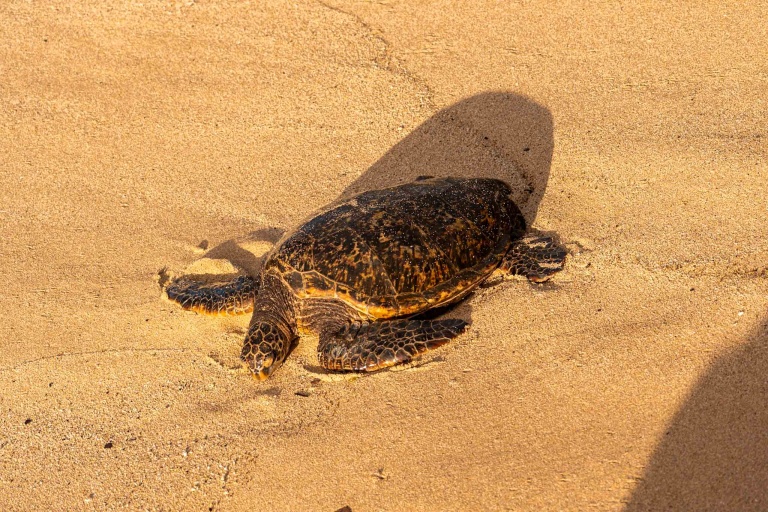Hikemaui Waterfall And Paia Town Hiking Tour Feature Natural Turtle