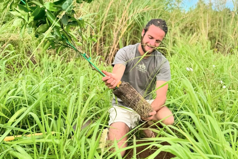 Malamahamakuamaui Kokua Days On The North Shore Feature Plant New Type Of Tree