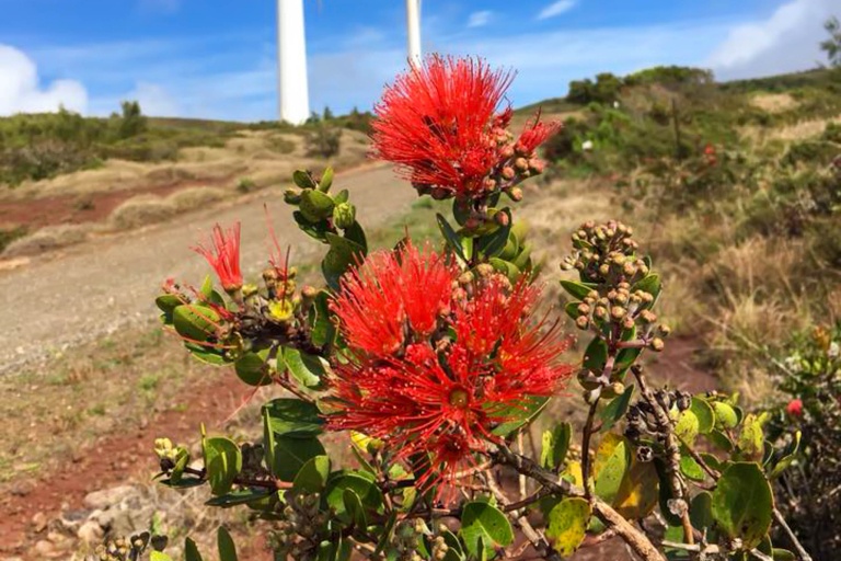 mauiculturallands-honokowai-valley-and-launiopoko-land-maintenance-days-feature-honokowai-valley-plant Mauiculturallands Honokowai Valley And Launiopoko Land Maintenance Days Feature Honokowai Valley Plant