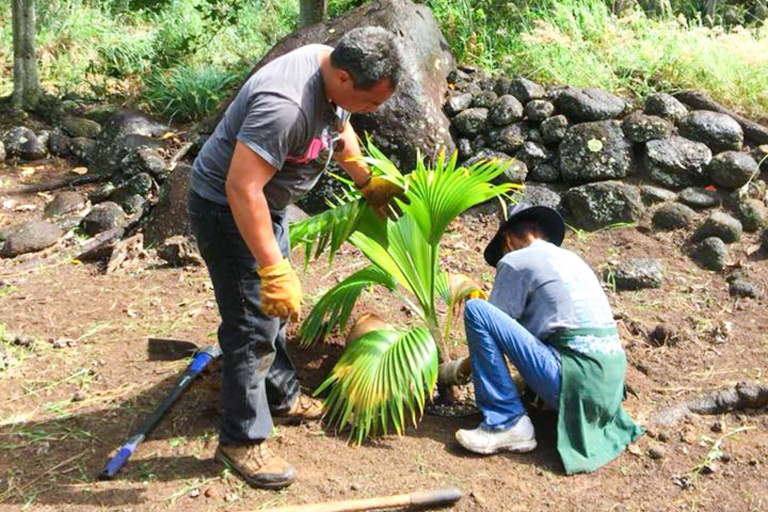 mauiculturallands-honokowai-valley-and-launiopoko-land-maintenance-days-feature-plant-a-tree Mauiculturallands Honokowai Valley And Launiopoko Land Maintenance Days Feature Plant A Tree