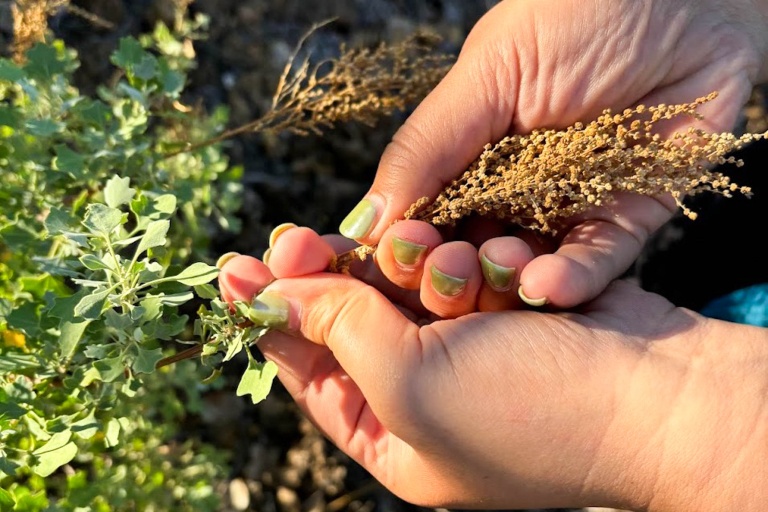 Waikoloadryforest Restore The Unique Ecosystem Of Waikoloa Dry Forest Feature Family Friendly