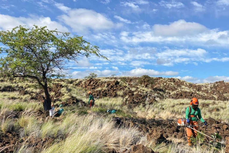 Waikoloadryforest Restore The Unique Ecosystem Of Waikoloa Dry Forest Feature Protect A Rare Ecosystem Removing Invasine Plants