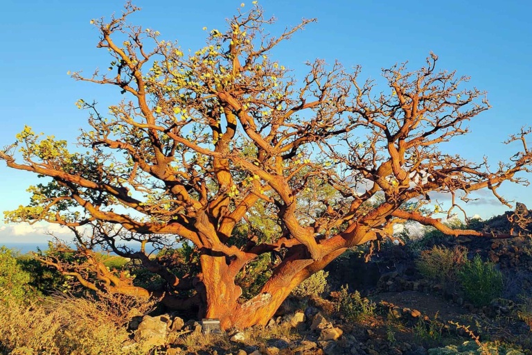 Waikoloadryforest Restore The Unique Ecosystem Of Waikoloa Dry Forest 