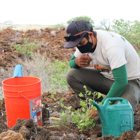 Waikoloadryforest Restore The Unique Ecosystem Of Waikoloa Dry Forest Product